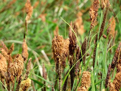 Sumpf-Segge (Carex acutiformis) im Landschaftsschutzgebiet Hockenheimer Rheinbogen