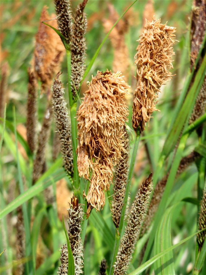 Sumpf-Segge (Carex acutiformis) im Landschaftsschutzgebiet Hockenheimer Rheinbogen