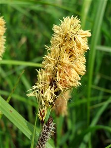 Sumpf-Segge (Carex acutiformis) im Landschaftsschutzgebiet Hockenheimer Rheinbogen