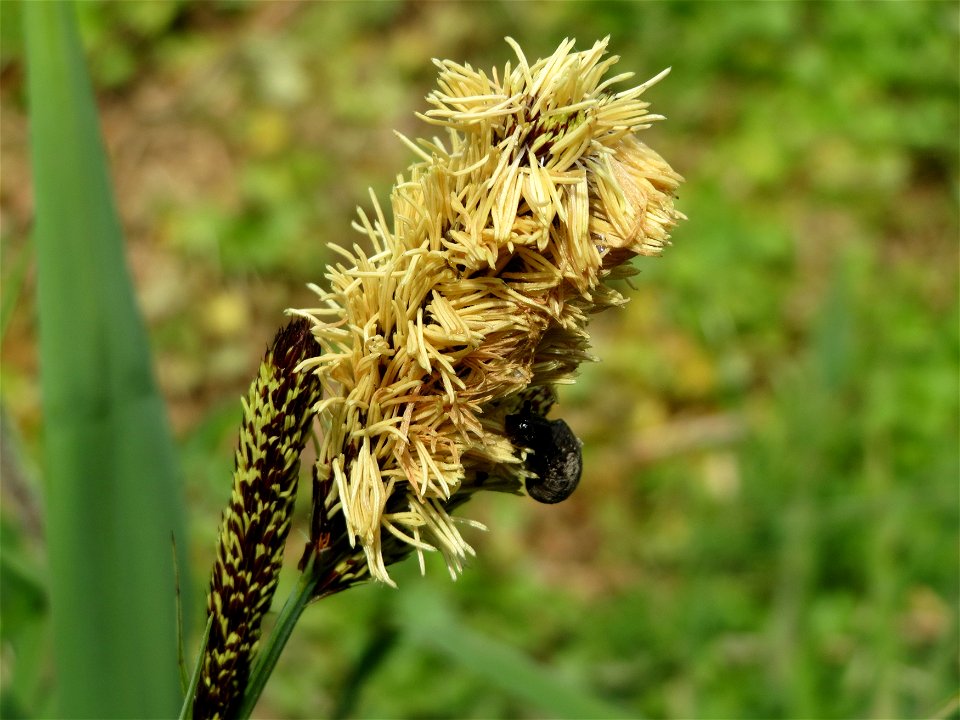 Sumpf-Segge (Carex acutiformis) im Landschaftsschutzgebiet Hockenheimer Rheinbogen