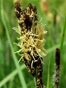 Sumpf-Segge (Carex acutiformis) im Landschaftsschutzgebiet Hockenheimer Rheinbogen