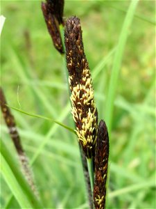 Sumpf-Segge (Carex acutiformis) im Landschaftsschutzgebiet Hockenheimer Rheinbogen