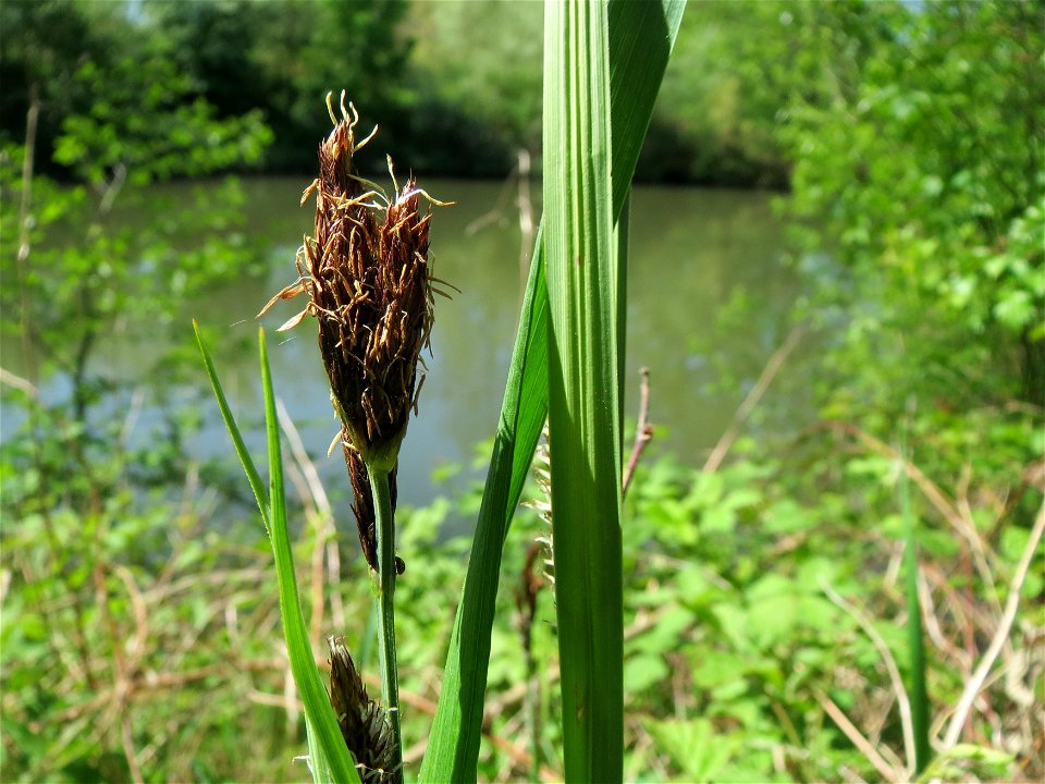 Sumpf-Segge (Carex acutiformis) am Staden in Saarbrücken