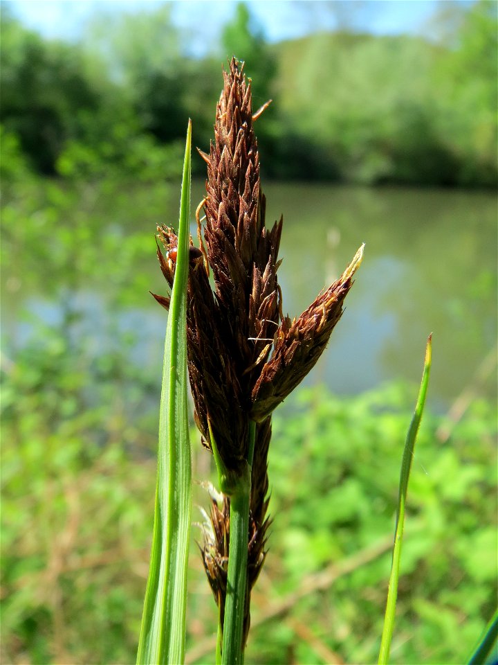 Sumpf-Segge (Carex acutiformis) am Staden in Saarbrücken