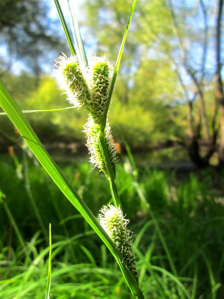 Sumpf-Segge (Carex acutiformis) am oberen Tabakmühlenweiher im Almet in Sankt Arnual