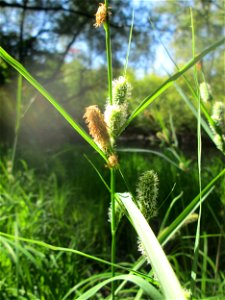 Sumpf-Segge (Carex acutiformis) am oberen Tabakmühlenweiher im Almet in Sankt Arnual