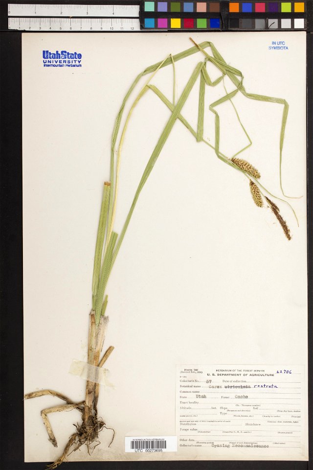 Carex rostrata