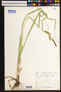 Carex rostrata photo