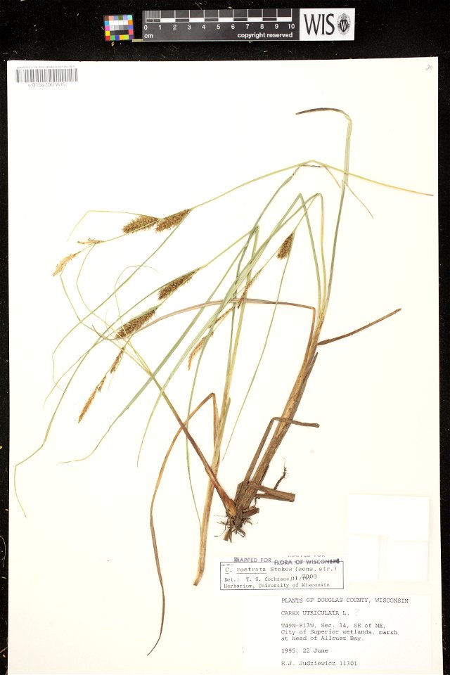 Carex rostrata
