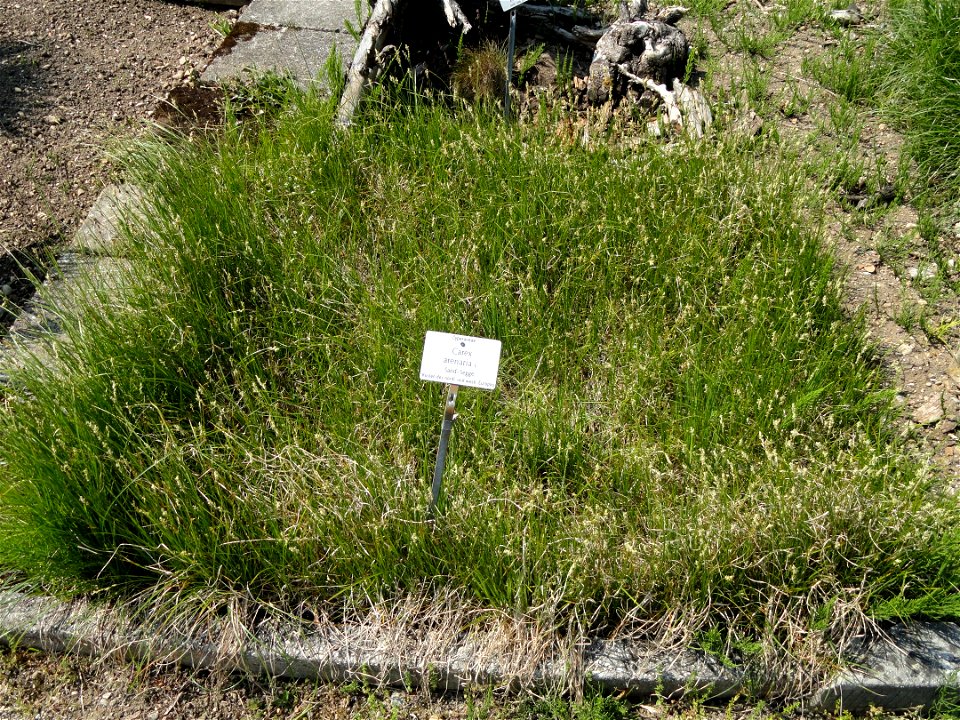 Carex arenaria specimen in the Botanischer Garten München-Nymphenburg, Munich, Germany.