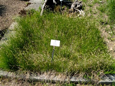 Carex arenaria specimen in the Botanischer Garten München-Nymphenburg, Munich, Germany.
