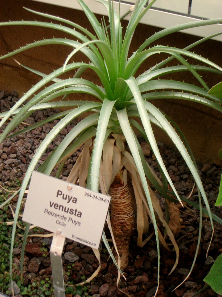 Puya venusta specimen in the Botanischer Garten, Berlin-Dahlem (Berlin Botanical Garden), Berlin, Germany.