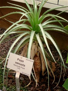 Puya venusta specimen in the Botanischer Garten, Berlin-Dahlem (Berlin Botanical Garden), Berlin, Germany.