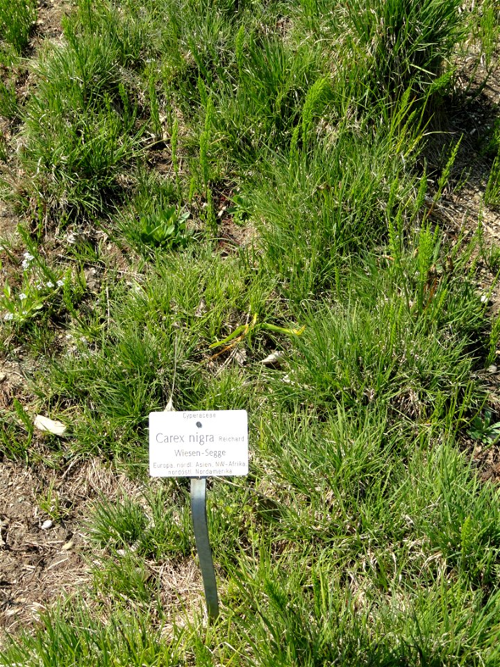 Carex nigra specimen in the Botanischer Garten München-Nymphenburg, Munich, Germany.