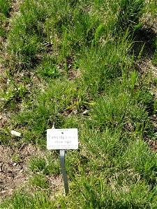 Carex nigra specimen in the Botanischer Garten München-Nymphenburg, Munich, Germany.
