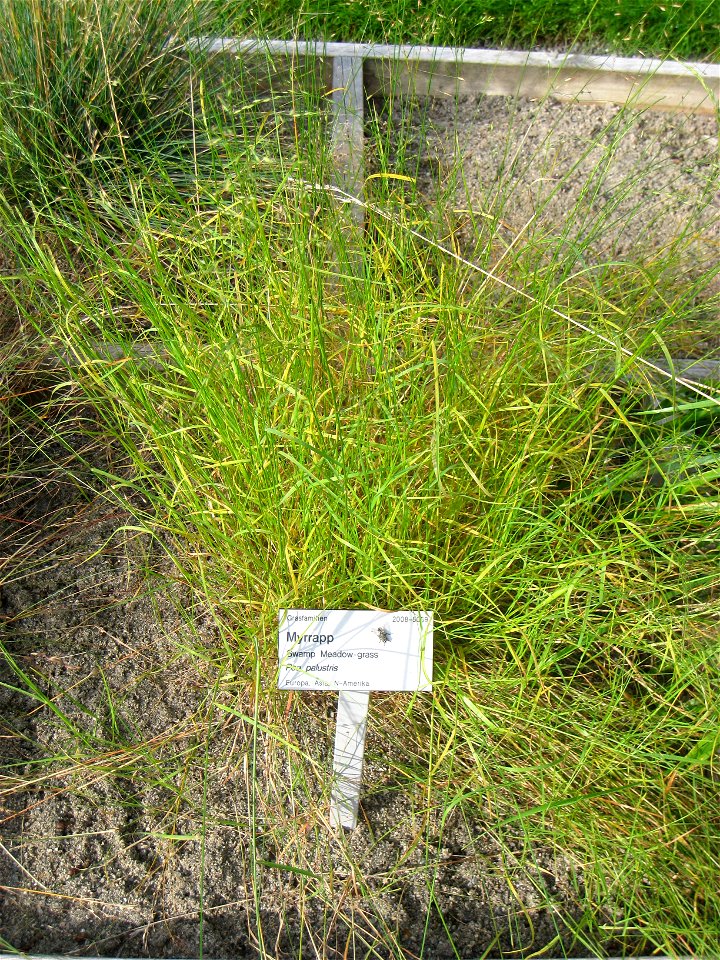 Poa palustris - Oslo botanical garden, Oslo, Norway.
