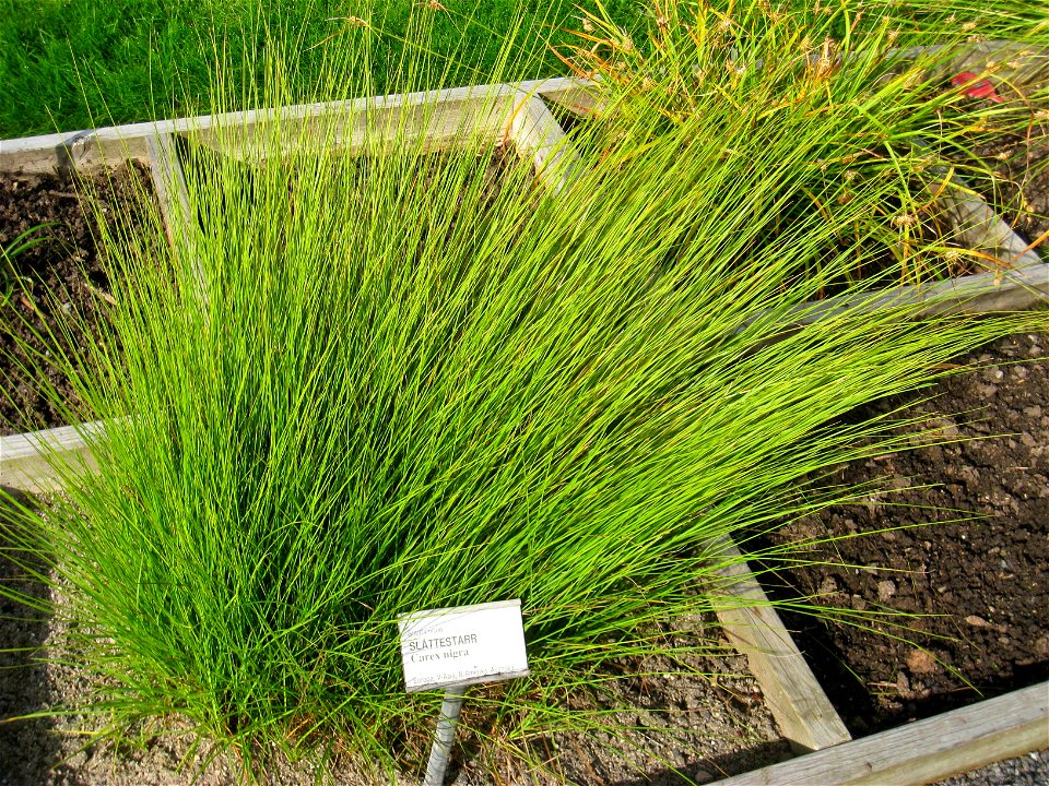Carex nigra - Oslo botanical garden, Oslo, Norway.