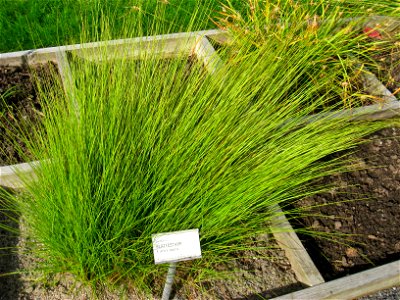 Carex nigra - Oslo botanical garden, Oslo, Norway. photo