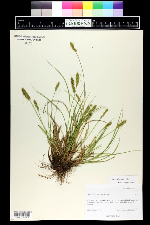 Carex vulpinoidea