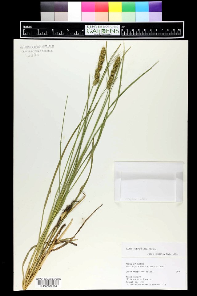Carex vulpinoidea