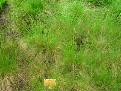 Festuca amethystina specimen in the Botanischer Garten, Berlin-Dahlem (Berlin Botanical Garden), Berlin, Germany.