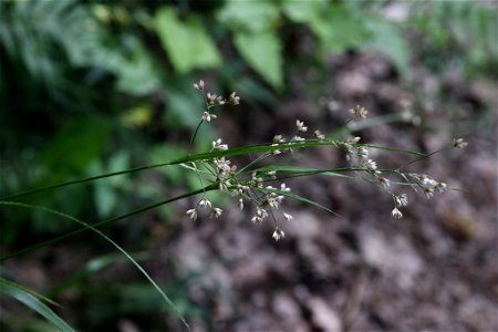White Woodrush (Luzula luzuloides)
