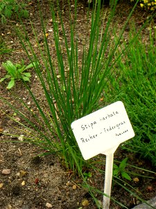 Stipa barbata specimen in the Botanischer Garten, Berlin-Dahlem (Berlin Botanical Garden), Berlin, Germany.