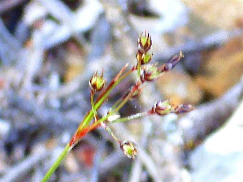Luzula sp. close up, in Valderepisa Sierra Madrona, Spain