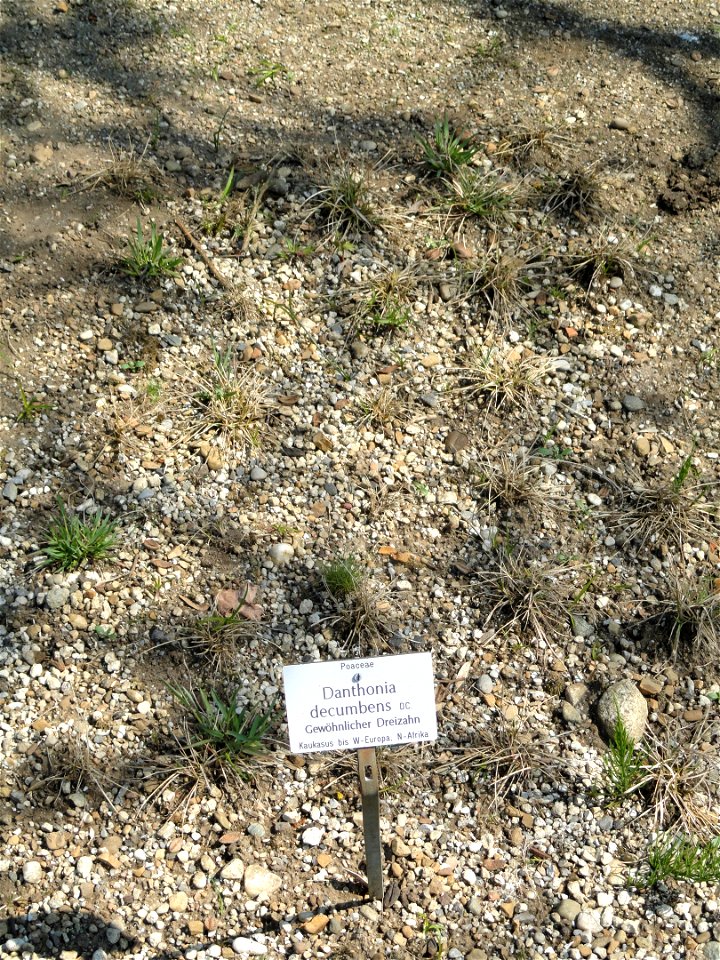 Danthonia decumbens specimen in the Botanischer Garten München-Nymphenburg, Munich, Germany.