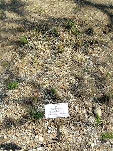 Danthonia decumbens specimen in the Botanischer Garten München-Nymphenburg, Munich, Germany.
