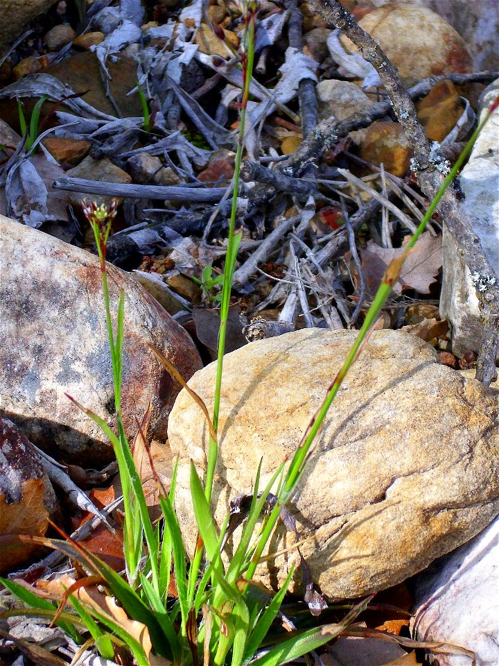 Luzula sp. habit, in Valderepisa Sierra Madrona, Spain