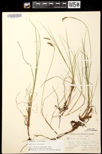 Carex limosa