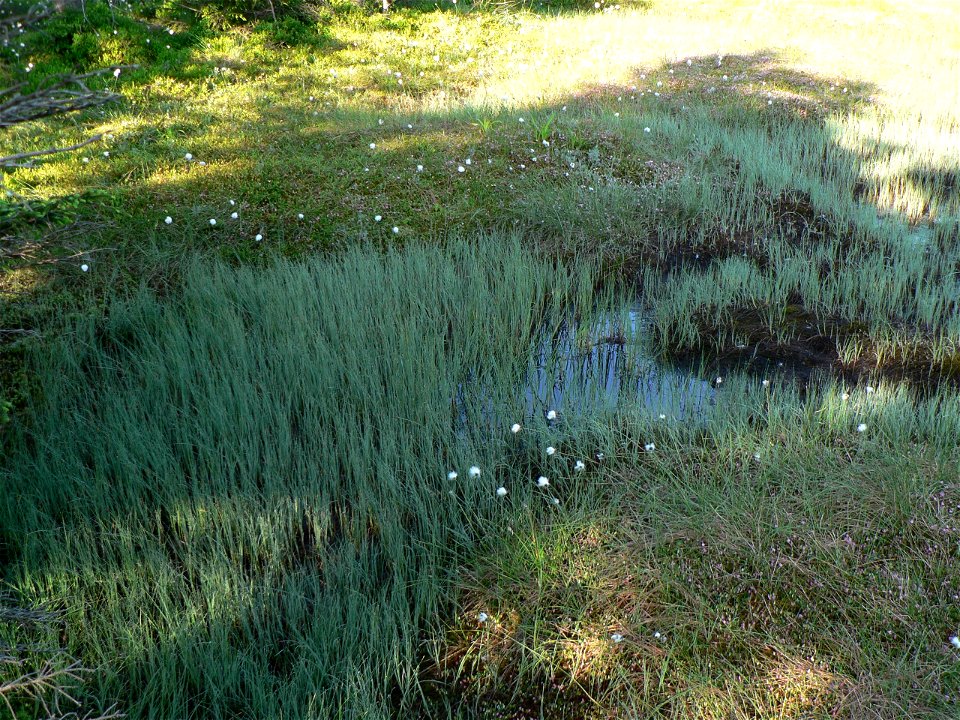 Carex limosa on Trojmezi, Hruby Jesenik mountains, Czech republic