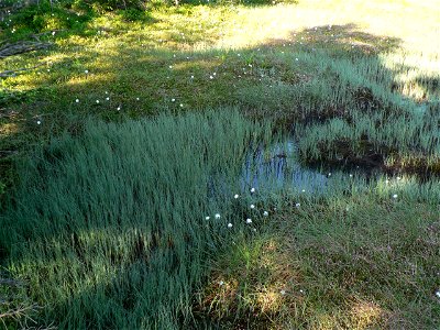 Carex limosa on Trojmezi, Hruby Jesenik mountains, Czech republic