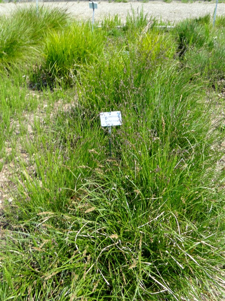 Carex ornithopoda specimen in the Botanischer Garten München-Nymphenburg, Munich, Germany.