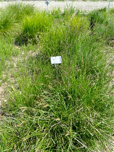 Carex ornithopoda specimen in the Botanischer Garten München-Nymphenburg, Munich, Germany.