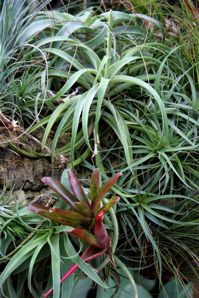 Tillandsia albertiana at the Buffalo and Erie County Botanical Gardens.