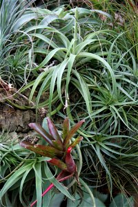 Tillandsia albertiana at the Buffalo and Erie County Botanical Gardens.