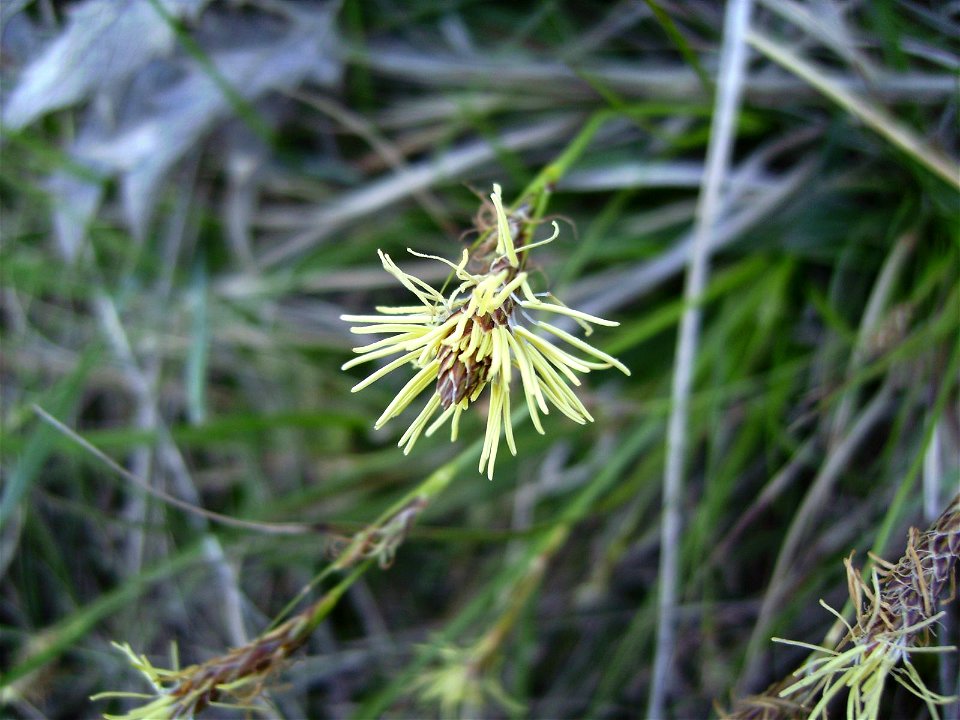 Carex halleriana male flower in the wild, Fonollosa Catalonia
