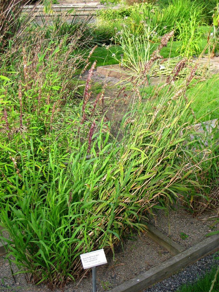Melica altissima 'Atropurpurea' - Oslo botanical garden, Oslo, Norway.