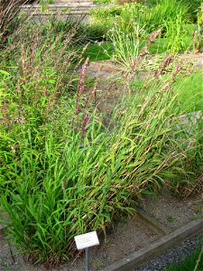 Melica altissima 'Atropurpurea' - Oslo botanical garden, Oslo, Norway.