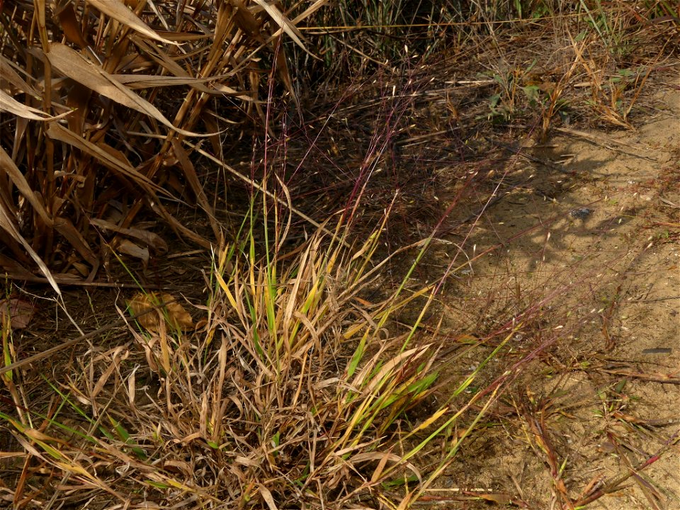 Digitaria cognata (fall witchgrass) -- near PA shore of Lake Erie