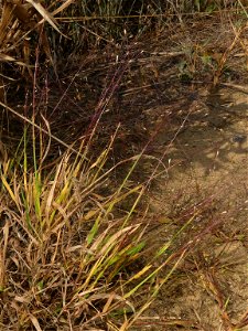 Digitaria cognata (fall witchgrass) -- near PA shore of Lake Erie