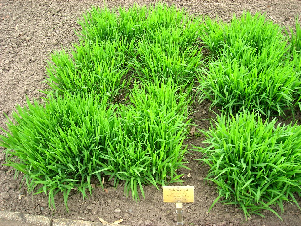 Muhlenbergia mexicana specimen in the Botanischer Garten, Berlin-Dahlem (Berlin Botanical Garden), Berlin, Germany.