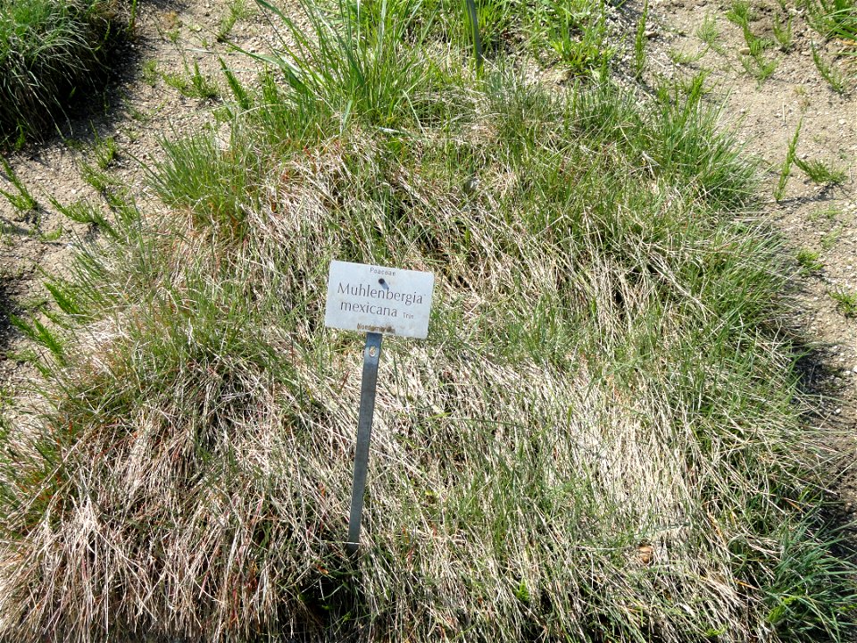 Muhlenbergia mexicana specimen in the Botanischer Garten München-Nymphenburg, Munich, Germany.