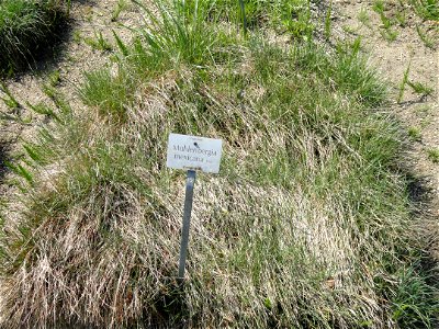 Muhlenbergia mexicana specimen in the Botanischer Garten München-Nymphenburg, Munich, Germany.