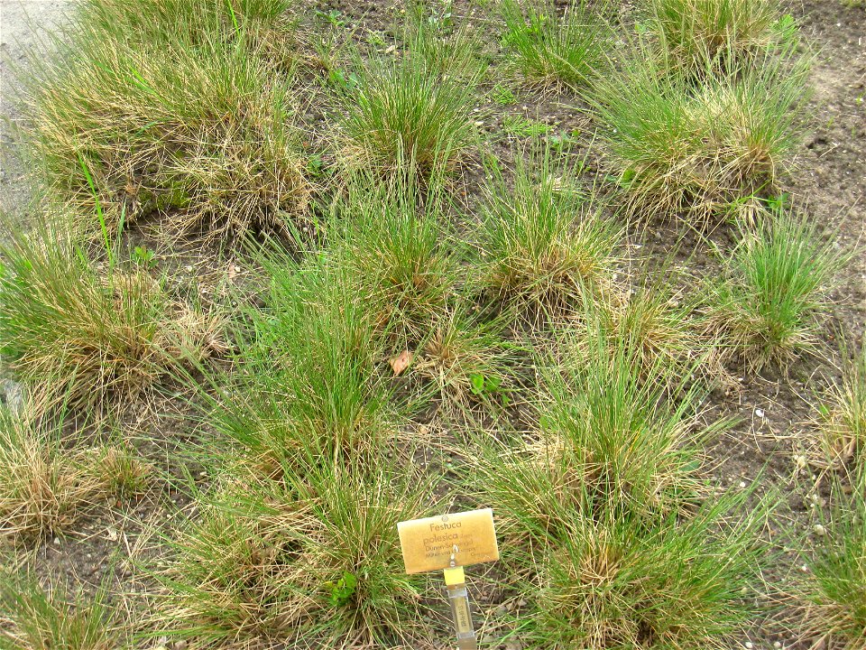 Festuca polesica specimen in the Botanischer Garten, Berlin-Dahlem (Berlin Botanical Garden), Berlin, Germany.