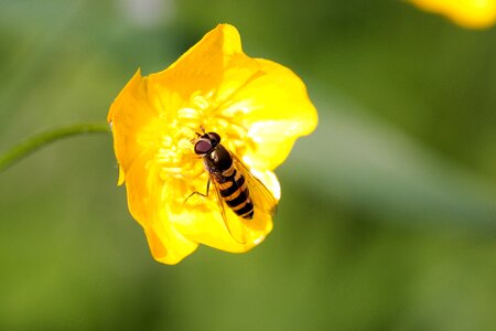 Bee plant summer photo