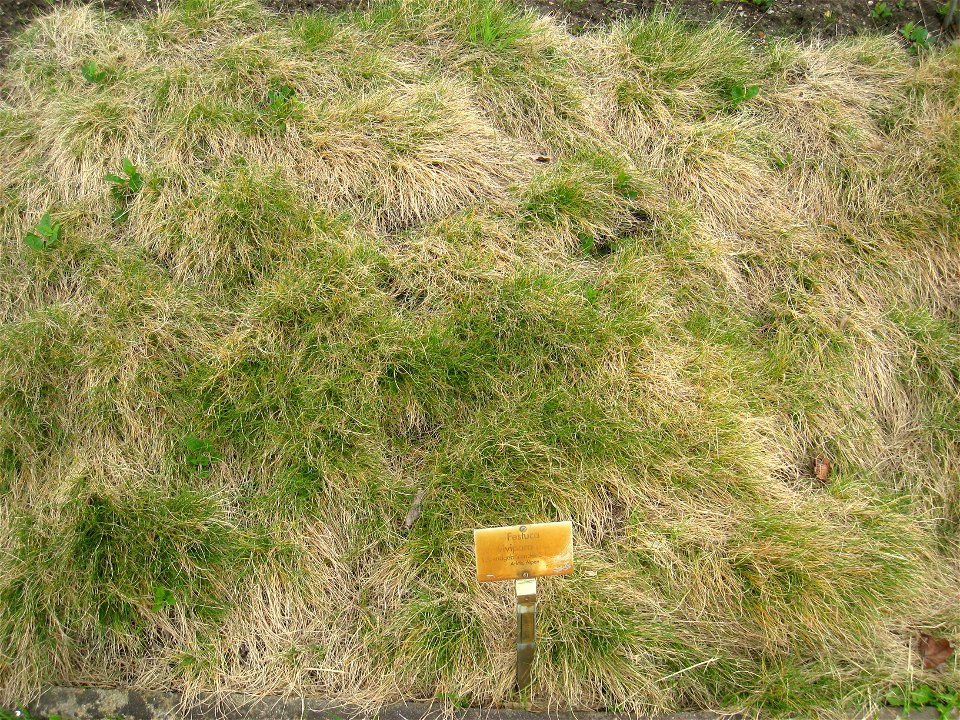 Festuca vivipara specimen in the Botanischer Garten, Berlin-Dahlem (Berlin Botanical Garden), Berlin, Germany.