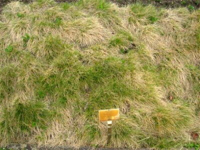 Festuca vivipara specimen in the Botanischer Garten, Berlin-Dahlem (Berlin Botanical Garden), Berlin, Germany.